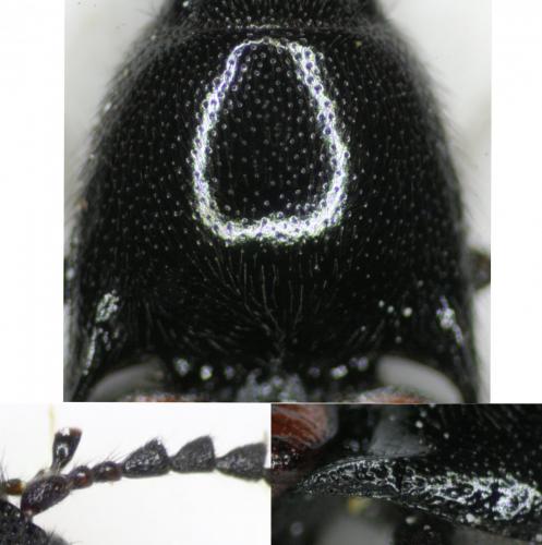 Ampedus sp.